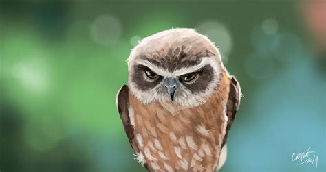 Angry Owl Angry Owl Owl Animals