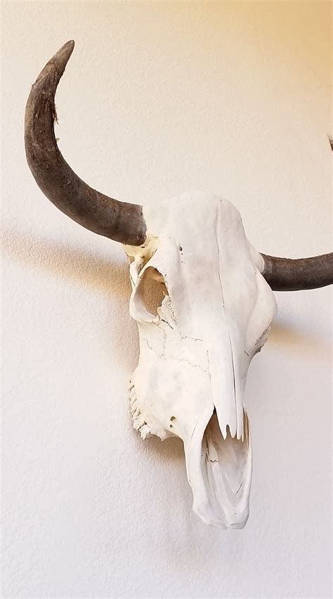 Cowskull Real Steer Skull Southwestern Decor Etsy Cow Skull Cow