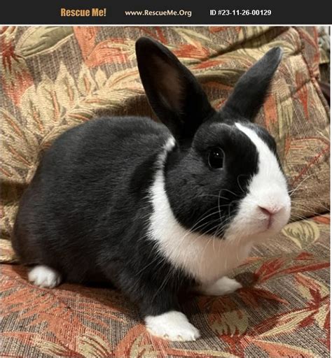 adopt 23112600129 ~ rabbit rescue ~ miami fl