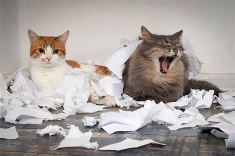 Messy Cat Stock Photos Pictures And Royalty Free Images Istock