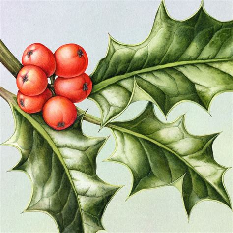 Holly 3 Still Need Stamps For Your Christmas Cards Like The Ivy