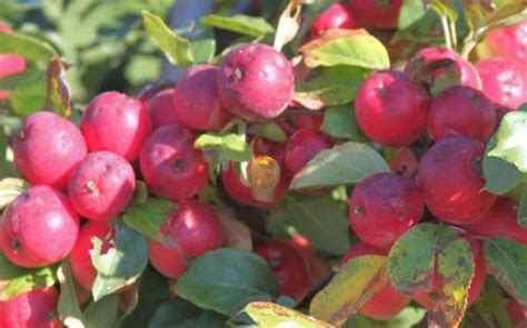 Kerr Crab Apple Tree For Sale From Orange Pippin