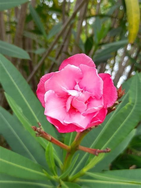 Nerium Oleander Dark Pink Garden Variety