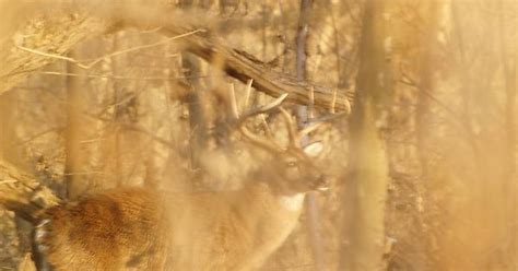Deer Album On Imgur