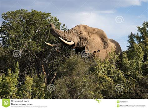 Close Up Of Elephants In The Addo Elephants National Park South Africa