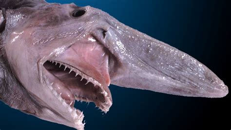 The Terrifying Goblin Shark Inspired The New Alien Covenant Monster
