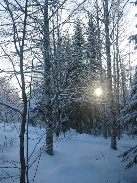 Europe Today Lapland Noon Sun Through Snowy Trees