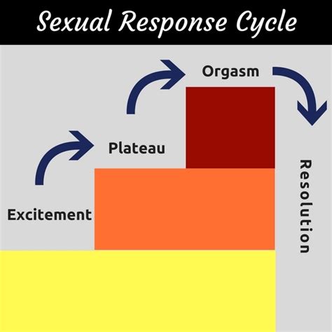 what are the phases of the sexual response cycle myrkino