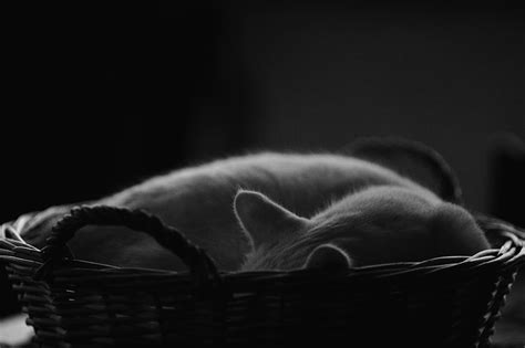 Hd Wallpaper Short Haired Cat On Basket Cats Sleeping Rest White