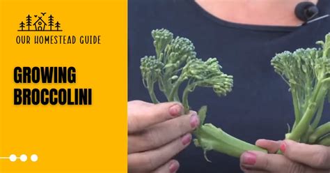 Growing Broccolini Tips For A Bountiful Harvest