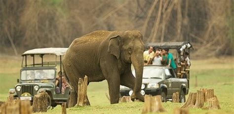 Things To Do In Periyar Wildlife Sanctuary 2024