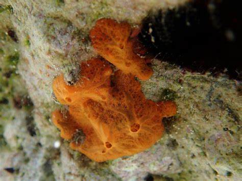 Contoh Hewan Porifera Ciri Pengertian Struktur Tubuh