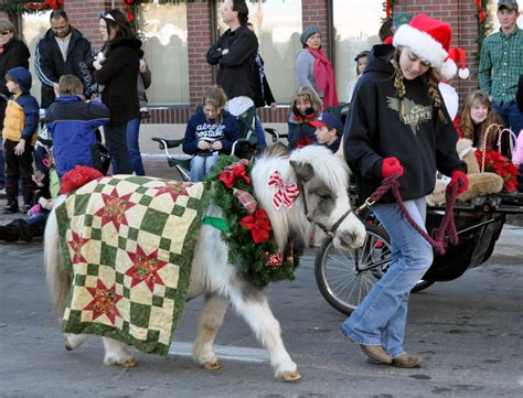 Braymere Custom Saddlery Minis At The Christmas Carriage Parade