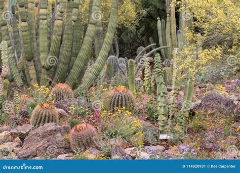 Cactus Garden In Arizona Stock Image Image Of Cactus 114820931