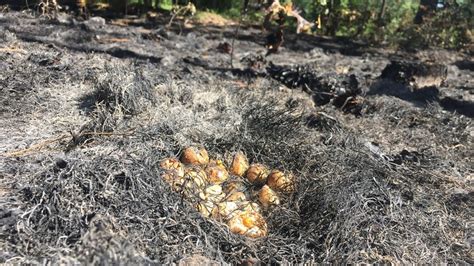 Does Prescribed Fire Threaten Quail Nests College Of Natural