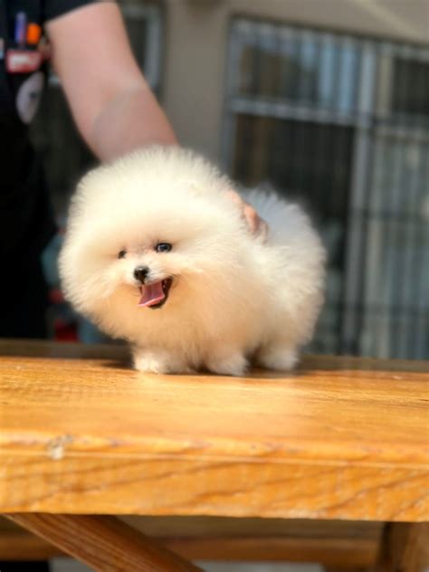 En Popüler Ve En Güzel Süs Köpeği Pomeranian Boo Hakkında Bilinmesi