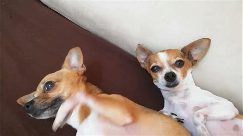 Datos Increíbles Del Perro Chihuahua Cabeza De Venado Parte 2 Youtube