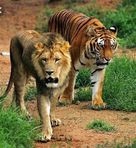 Wild boars, tapirs, deer, and roe deer. Do tigers eat lions or lions eat tigers? - Quora