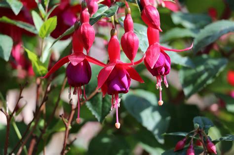 Check spelling or type a new query. 11 Great Shade Plants for Container Gardens