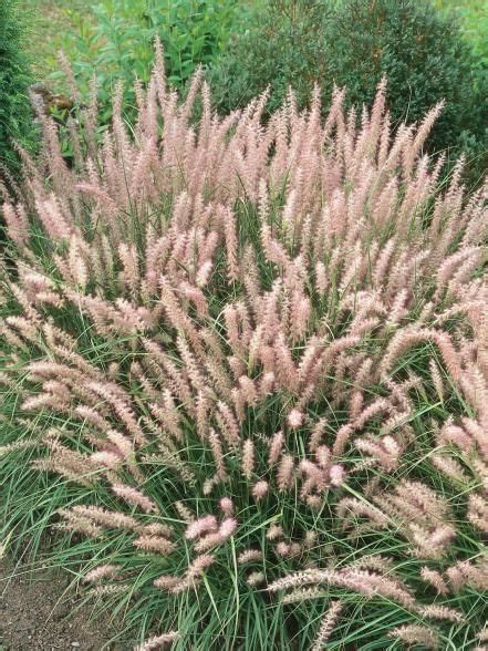Drought Tolerant Plants The Best Plants For Dry Soil Grasses