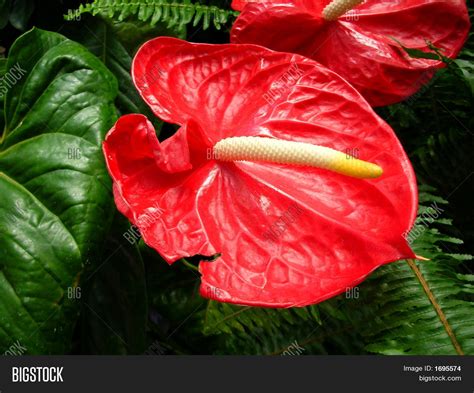 Red Wax Flower Image And Photo Free Trial Bigstock
