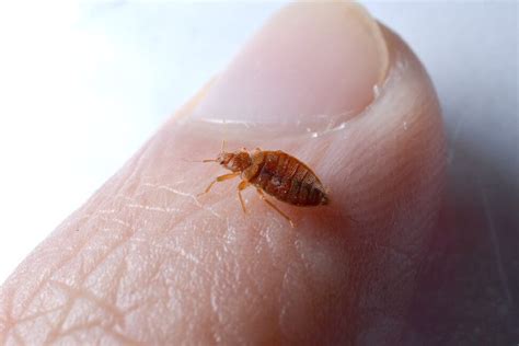 Bed Bugs The Pest Doctor Pest Control Southampton Call 07502 002042