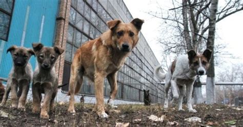 Chance To Live For 100 000 Dogs From Ukraine Globalgiving