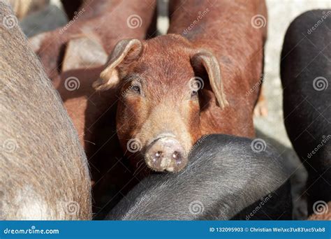 Young Brown Pig At A Pig Farm Stock Image Image Of Natural Based