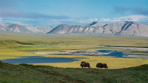 Arctic National Wildlife Refuge Update 2719 Friends Of Alaska