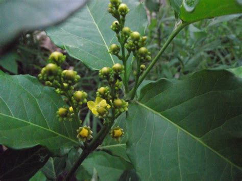 There are 1013 tropical fruits tree for sale on etsy, and they cost $29.93 on average. Forum: Tropical Fruit Trees Successfuly Grown In Sydney ...