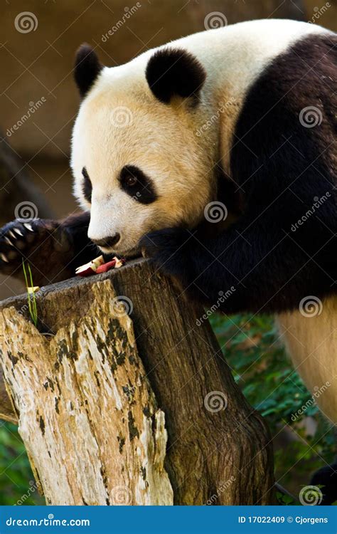 Panda Feeding Time Stock Image Image Of Dangerous Travel 17022409