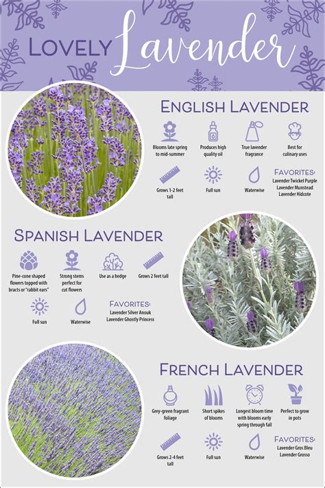 Types Of Lavender Types Of Lavender Plants Lavender Cottage Garden