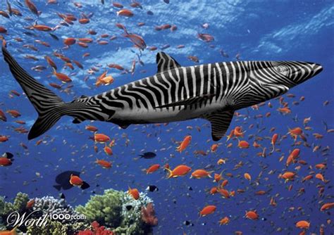 Zebra Shark Animal Wildlife