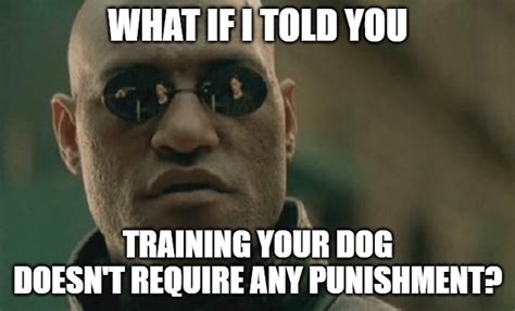 Dog Training Fundamentals The Problem With Punishment Pupgrade Dog