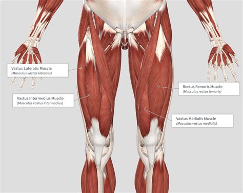 quadricep muscles quads   strong nfl blogr
