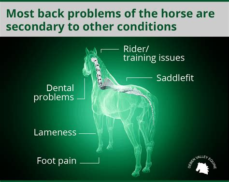 Back Problems In The Horse Deben Valley Equine Vets
