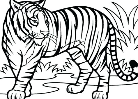 Realistic and detailed coloring page of tiger for older kids. Saber Tooth Tiger Coloring Page at GetColorings.com | Free ...