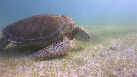 Sea Turtle Feeding On The Seabed Free Stock Video Mixkit