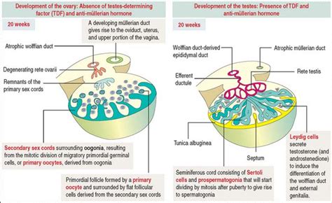 Follicle Development And The Menstrual Cycle Basicmedical Key
