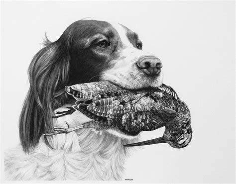 Springer Spaniel Hunting Dog A Soft Mouth By Billharrison Hunting