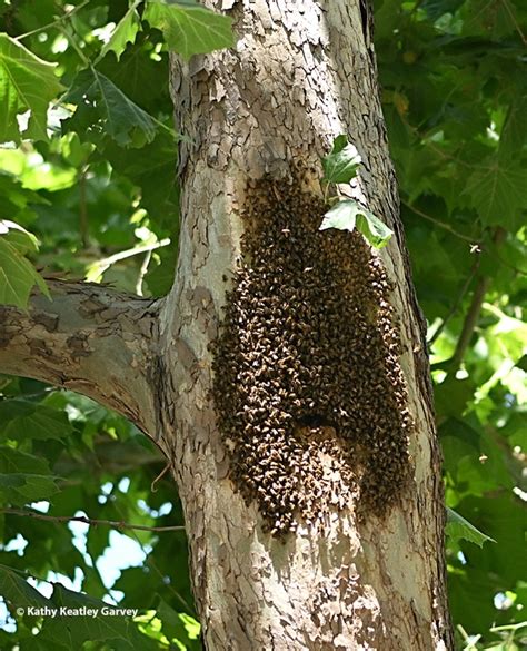 Bee Hold The Feral Bee Colony On Uc Davis Campus Bug Squad Anr Blogs