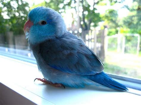 Blue Bird Cute Animals Cute Birds Pet Birds