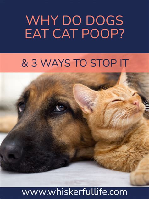 The Dangers Of Dogs Eating Cat Poop Babelbark