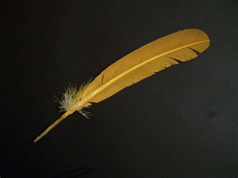 Yellow Feather Free Stock Photo Public Domain Pictures