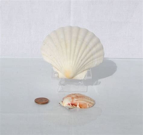 Florida Atlantic Bay Scallop 2 Sea Shells Ocean Supplies