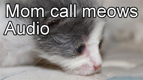 Kitten Meows Sound Effect Black Screen Newborn Cat Calling Mom Youtube