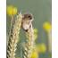 Delightful Photos Of Acrobatic Harvest Mice Balancing On Plant Stems