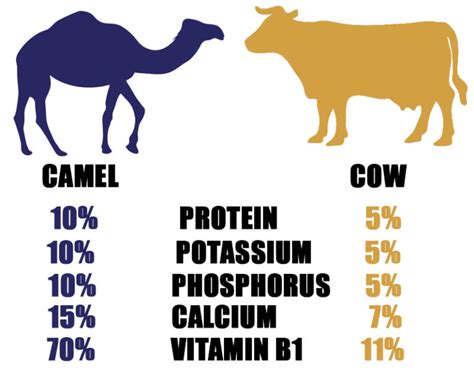 Camel Milk Health Benefits Freeze Dry Camel Milk Sahara Dairy Co