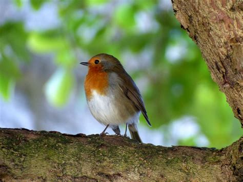 Free Images Robin Nature Foraging Close Animals Birds Songbirds