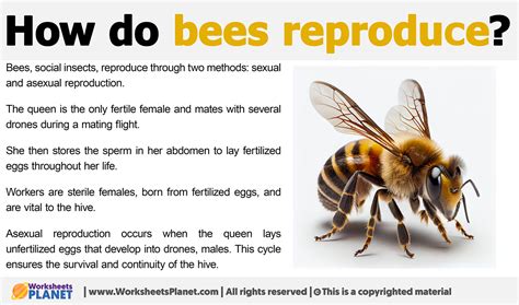 How Do Bees Reproduce